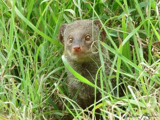 Defendamos - ID: Mangosta de Java (o índica) / Small asian mongoose  (Herpestes javanicus) Familia: Herpestidae Lugar: Luquillo Fecha: 2015  Foto: Eileen Figueroa De ser mordido por una mangosta, favor de ir
