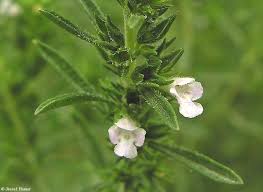 Image result for Satureja