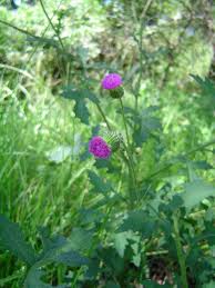 Image result for Crassocephalum