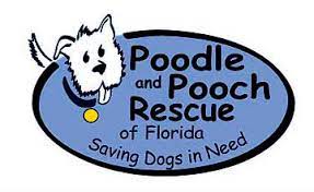 Sunday, july 4 ❤️ linktr.ee/petalliancego. Poodle And Pooch Rescue In Central Florida Adopt A Dog Rescue A Dog Special Needs Dog Care Save Seniors Dogs Donate To Save Dogs Lives