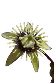 Image result for Passiflora suberosa