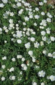 Image result for Loxodera bovonei