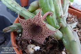 Image result for Huernia longituba