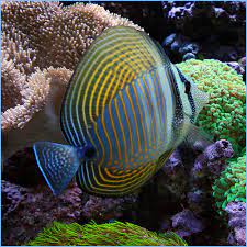 Studio shot against white background. Desjardin Sailfin Tang Or Red Sea Sailfin Tangfish Pete S Aquariums Fish