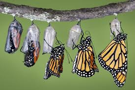 How Butterflies Work Howstuffworks A crocodile _ (move) fast with its tail. how butterflies work howstuffworks