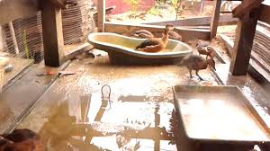 Di seluruh dunia terdapat 90 spesies burung raja udang, yang tersebar di daerah tropis di afrika, asia, dan australasia. Lastik Punai Gading By Brader1001
