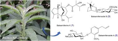 Image result for Blumea