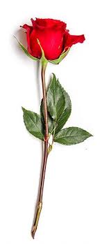 A lot has changed since last valentine's day. 10 Roses For Valentines Day Ideas Roses Valentines Day Rose Delivery Single Red Rose