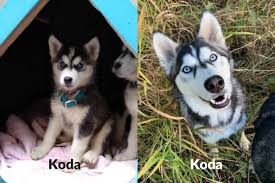 You can click on the husky 101 at the top of our website to learn specific husky behavior and what they were bred for. Before And After Spca Shares Update On Rescued Husky Puppies Salmon Arm Observer