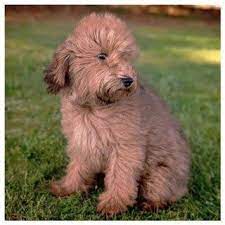 Whoodle Puppies For Sale Feathers And Fleece Farm Whoodle Puppy Whoodle Puppies For Sale Whoodle Dog
