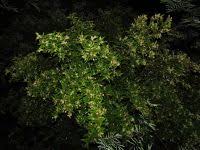 Image result for Croton polytrichus