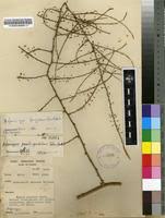 Image result for Asparagus flagellaris