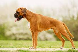 Последние твиты от bokser.org (@bokser_org). Bokser Boxer Rasy Psow Psy Pl Portal O Psach
