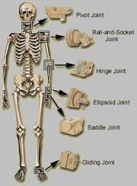 Pin On Anatomy