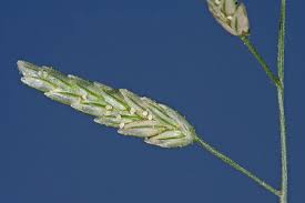 Image result for Eragrostis pilosa
