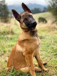 The breed originated in the late 1800s in belgium. File Belgian Malinois Male Puppy Jpg Wikipedia