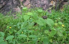 Image result for Abutilon indicum