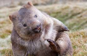 In Australia Cosying Up To The Wombat Cute Wombat Wombat Australian Animals