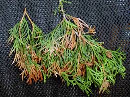 Image result for z p%u0159ednice jedovat 