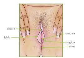 The groin area is an important part of the female body. Female Pubic Region Labelled Body Talk