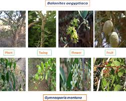 Image result for Balanitaceae