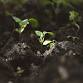 Storytelling for World Soil Day event image