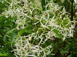 Image result for Oleaceae