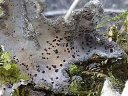 Image result for Elatostema welwitschii