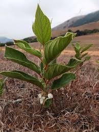 Image result for Parinari capensis