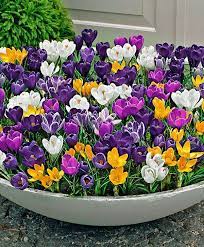 Pin Auf Container Gardening