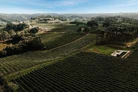 Vin&iacute;cola no Vale Trentino, em Farroupilha, vai levar m&uacute;sica e gastronomia  para dentro dos vinhedos | GZH