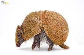 Image Result For African Armadillo Standing Armadillo Animals Joel Sartore