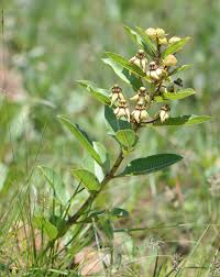 Image result for Pachycarpus concolor