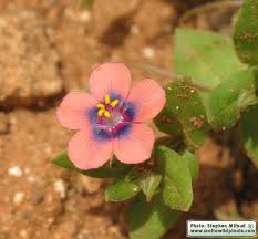 Image result for Lysimachia arvensis