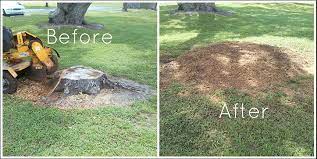 Using A Stump Grinder For Complete Tree Removal Adelaide Ctl Services Stump Removal Tree Removal Tree Removal Cost