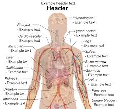 Human Body Diagrams Wikimedia Commons