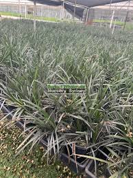 Our talented team are passionate about creating beautiful floral arrangements for customers across sydney. Mondo Grass Black Ophiopogon Planiscapus 140mm Pot Budget Wholesale Nursery Sydney