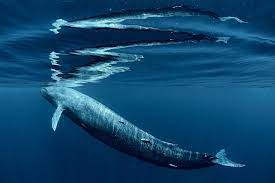 Daily Dozen For June 3 2016 Photos National Geographic Your Shot Whale Largest Animal Ever National Geographic Animals