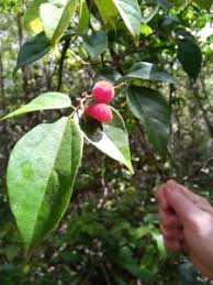 Image result for Connaraceae