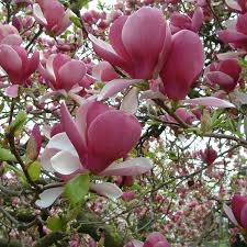 Image result for Magnolia × soulangiana