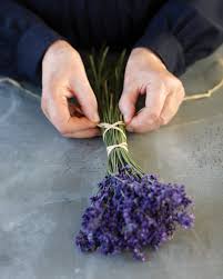 Lavender is commonly and increasingly used as an oil in aromatherapy and is great as a massage oil for relieving muscular tension and rheumatic pain. The Story Behind Martha S Lavender Martha Stewart