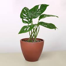 Image result for Monstera