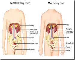 Pin On Kidney Physiology And Anatomy