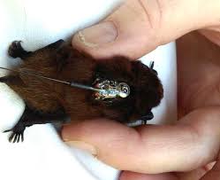 Conservation Of Our Native Bats Pekapeka Science Learning Hub With their forelimbs adapted as wings, they are the only mammals capable of true and sustained flight. native bats pekapeka