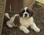 Saint Bernards for Sale | Dogs on Oodle Classifieds