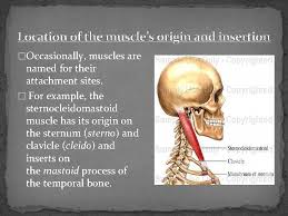 Major for bigger and minor for smaller Naming Skeletal Muscles Claudio Hernandez P 3 Overview