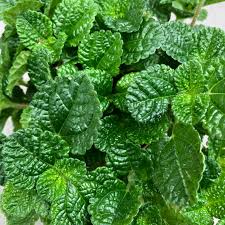 Image result for Pilea rivularis