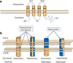 Check spelling or type a new query. Gap Junction Mediated Cell To Cell Communication In Oral Development And Oral Diseases A Concise Review Of Research Progress International Journal Of Oral Science