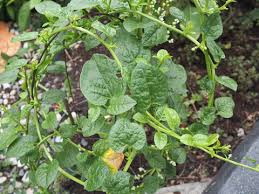 Image result for Basellaceae