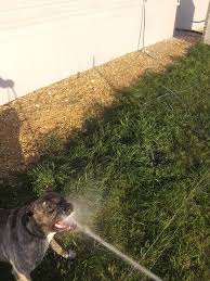 Learn how to housebreak your dog in 6 days for free. My Dog Is A Complete Nut He Thinks He Can Bite The Water Coming From The Hose Lol Pitbulls